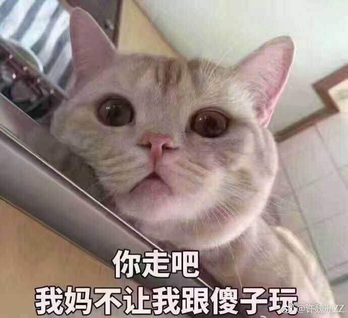 有哪些可爱到哭泣的猫咪图片或者表情包?
