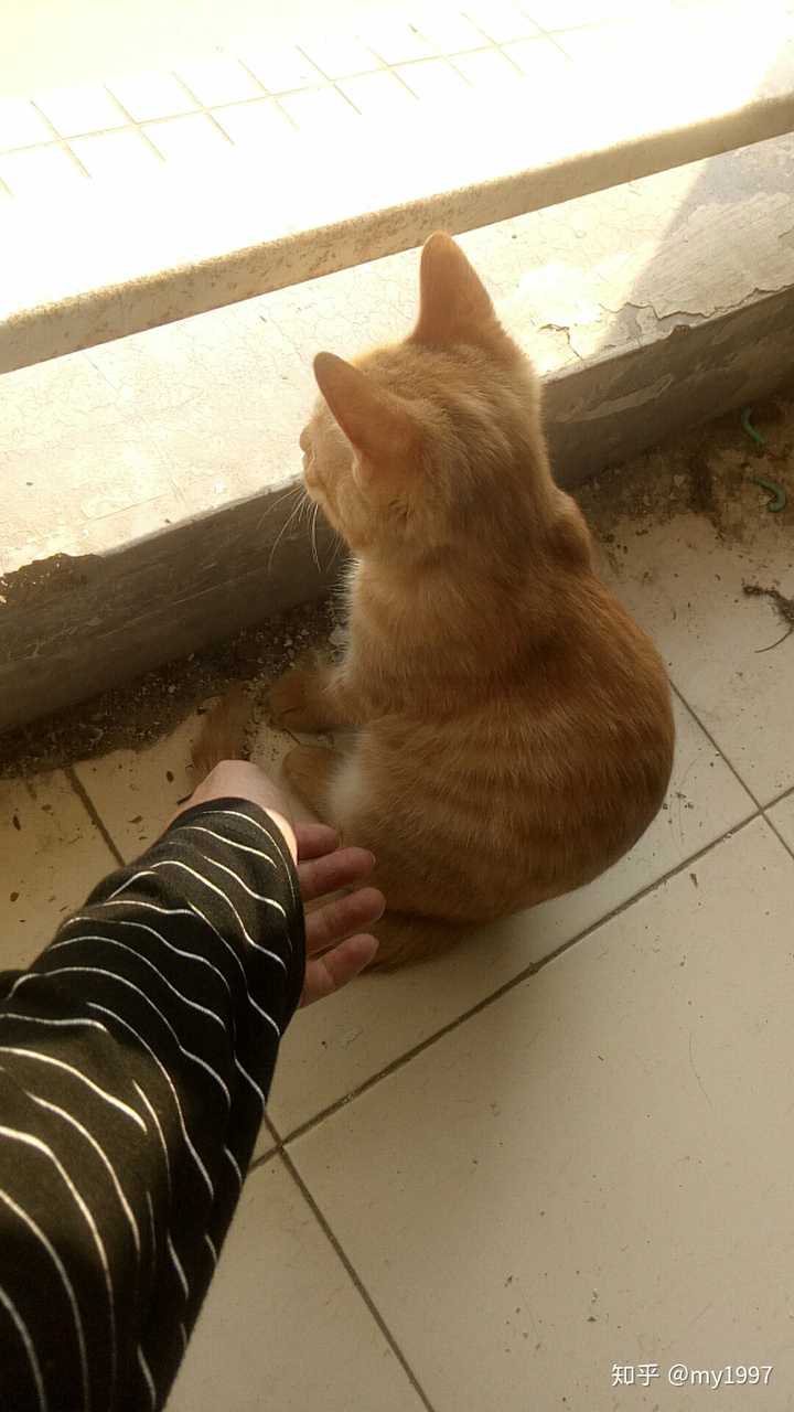 怎样才可以有一只橘猫?
