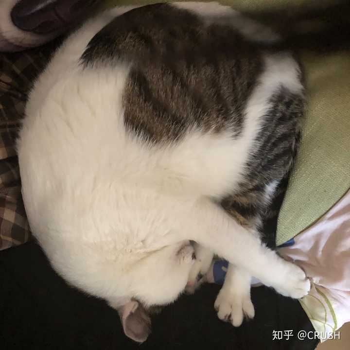 壁纸 动物 狗 狗狗 720_720