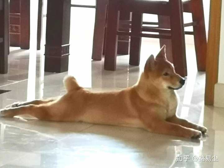 完全不是我想象中的柴犬的样子啊啊啊啊!没有厚厚的毛毛!