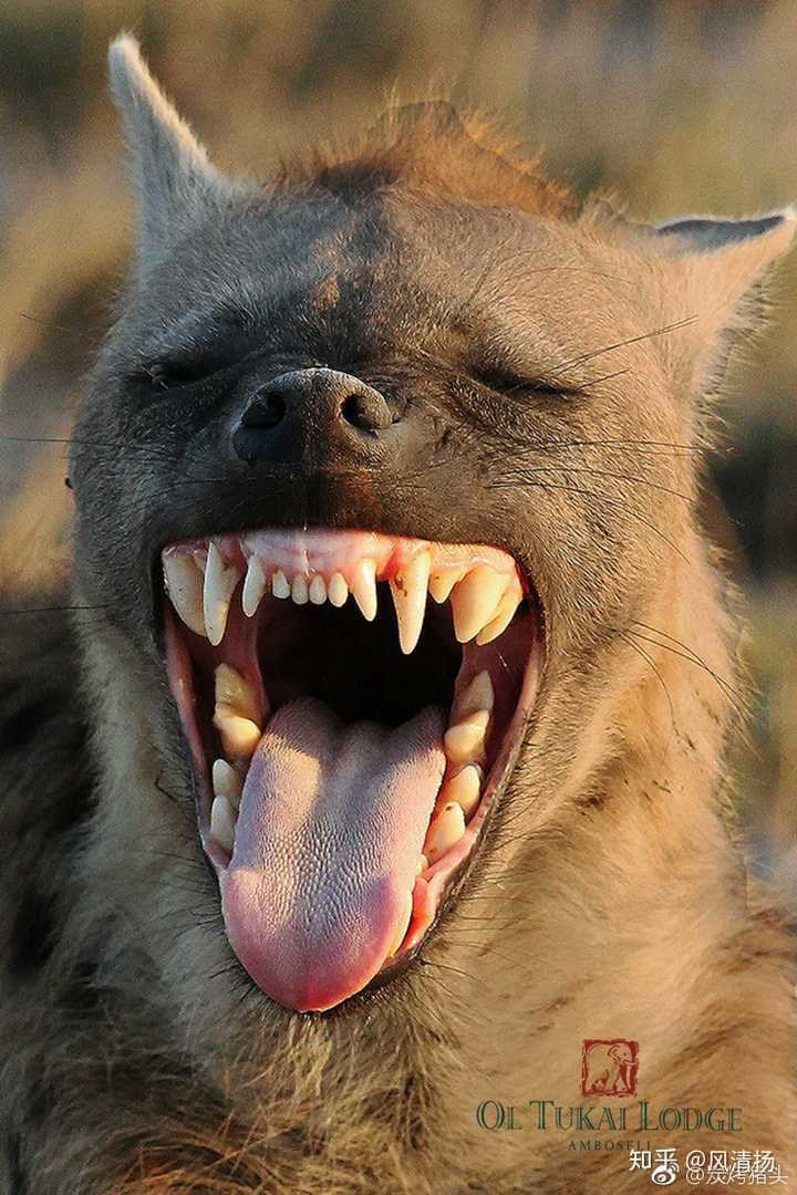 传言鬣狗和野狗喜欢掏肛是真的吗为什么