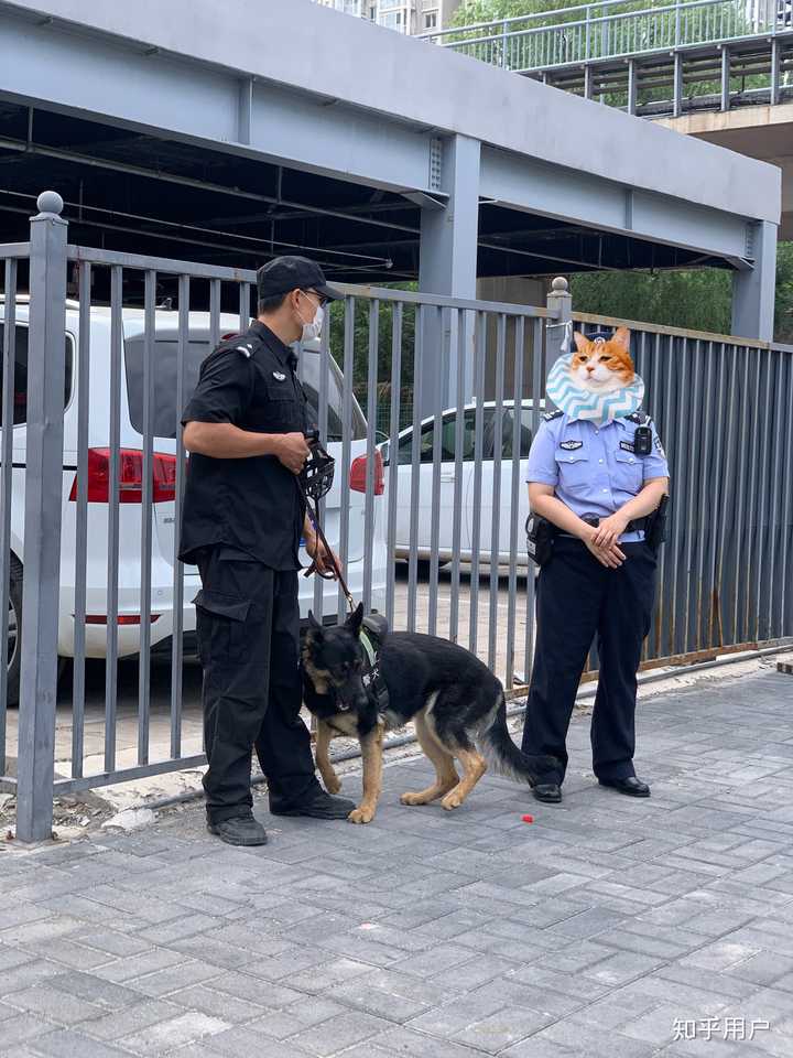 普通小狗看到警犬会觉得警察来了吗?