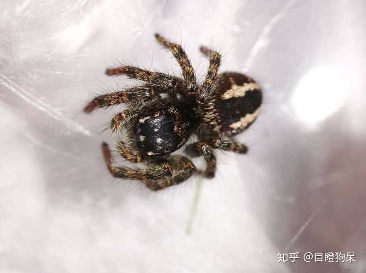 跳蛛吃什么 知乎