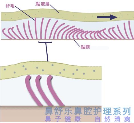 纤毛摆动运送黏液过程示意图