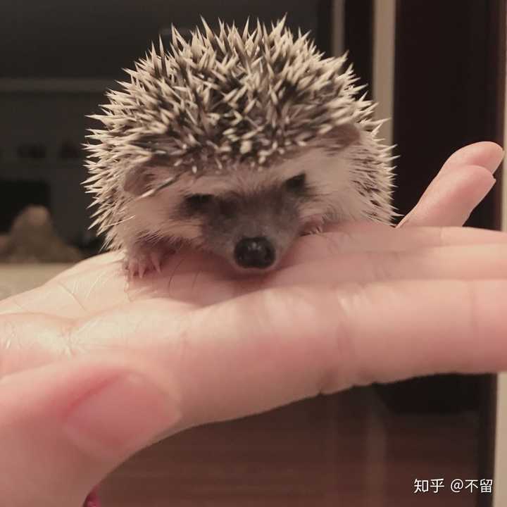 分析养一个刺猬当宠物是一种什么样的体现?