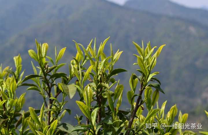 平阳黄汤,秭归黄芽等; 黄大茶主要有皖西金寨,湖北英山和广东大叶青等