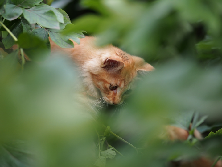 颐和园皇家野橘猫