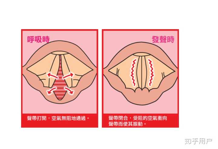 声带俯视图