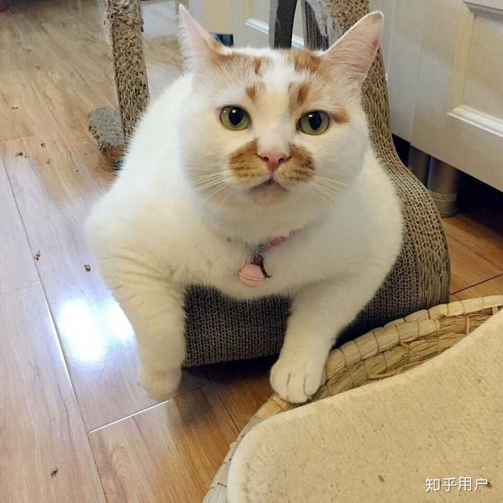 excuse me,当然要举爪我们可爱的楼楼小猫咪了. 直接上图!