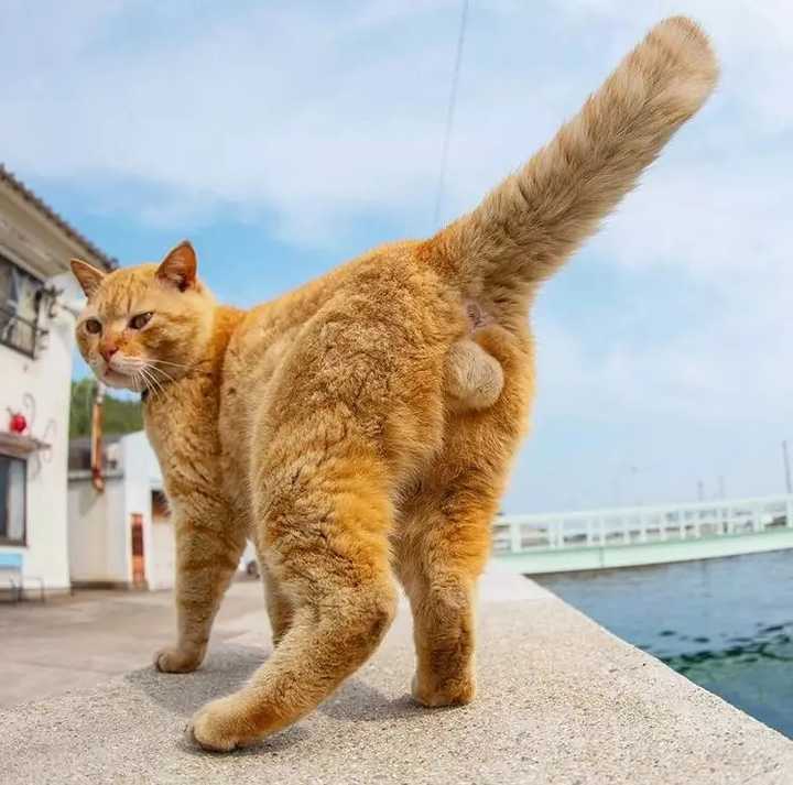 戳完猫蛋蛋是什么感觉?猫又是什么感觉?