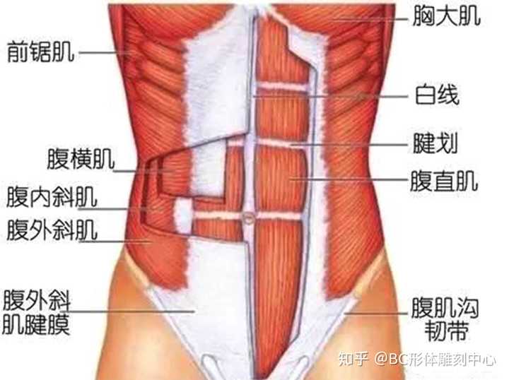 在他那个时代算是顶尖的健美选手了,从左图中可以很清晰看到四块腹肌