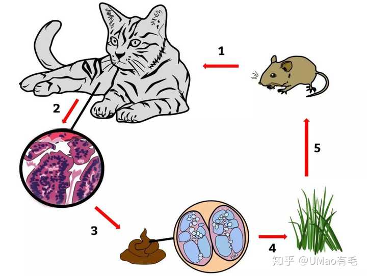 猫在户外感染与传播弓形虫的途径.