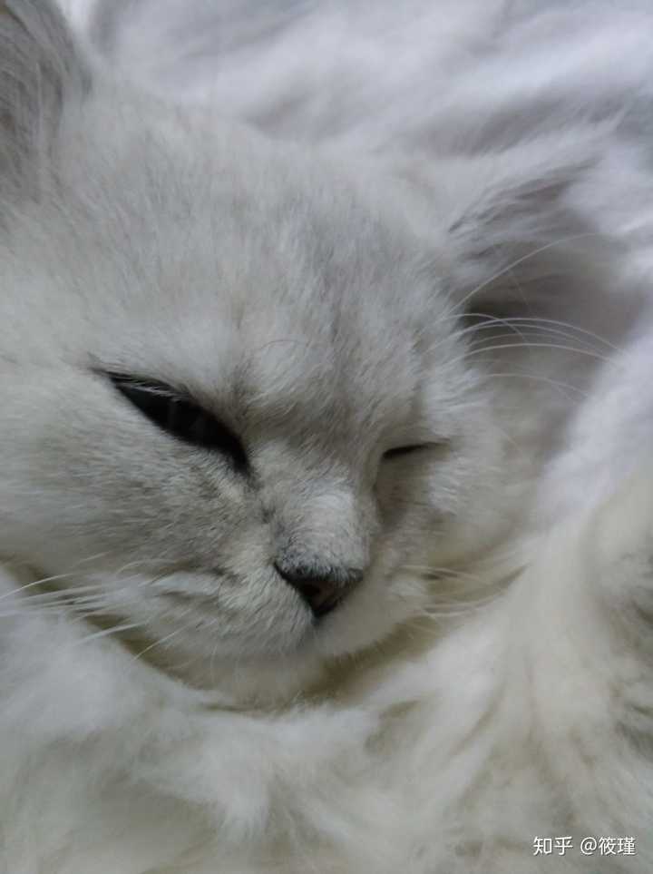 银渐层返祖猫与正常银渐层怎么选呢?急求?