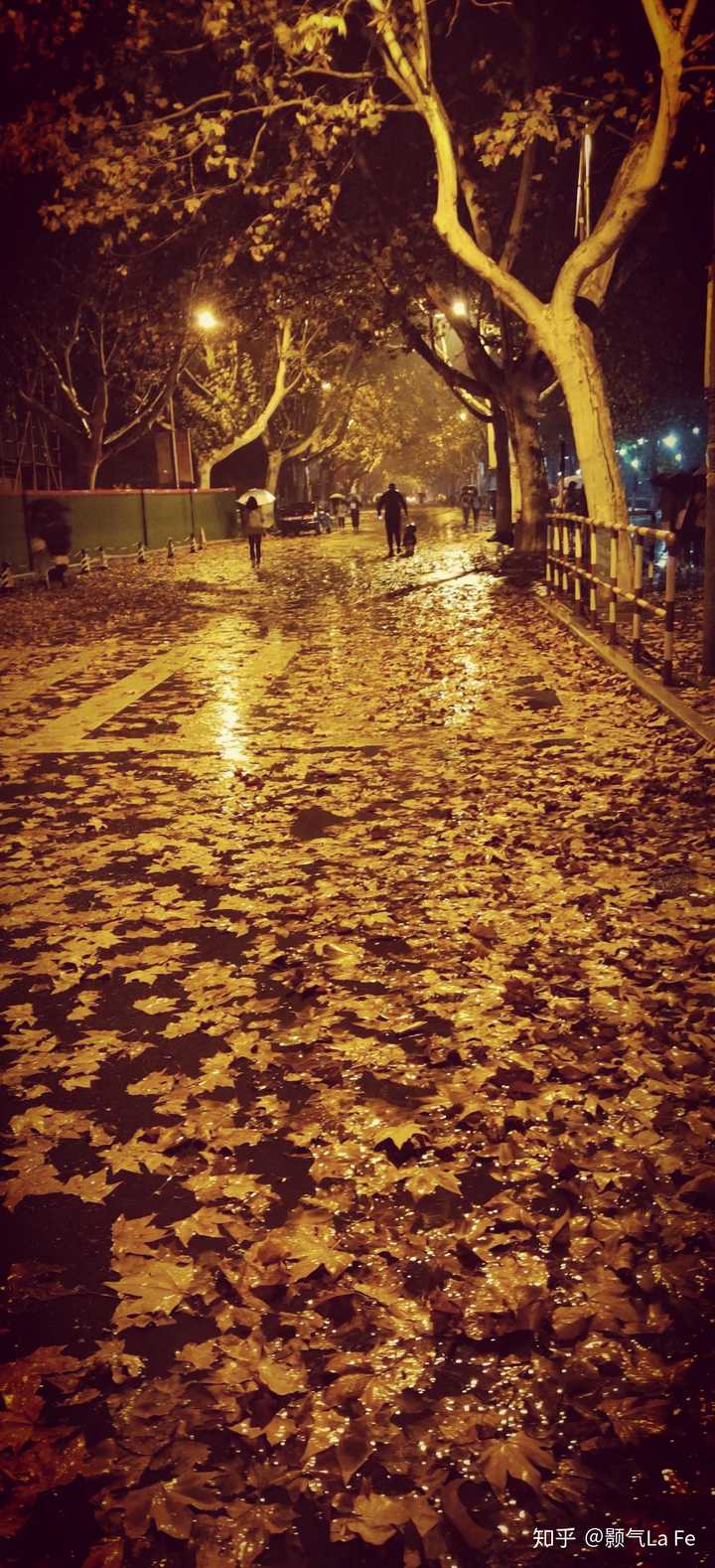 厚学路上某夜秋雨吹落的一地梧桐叶