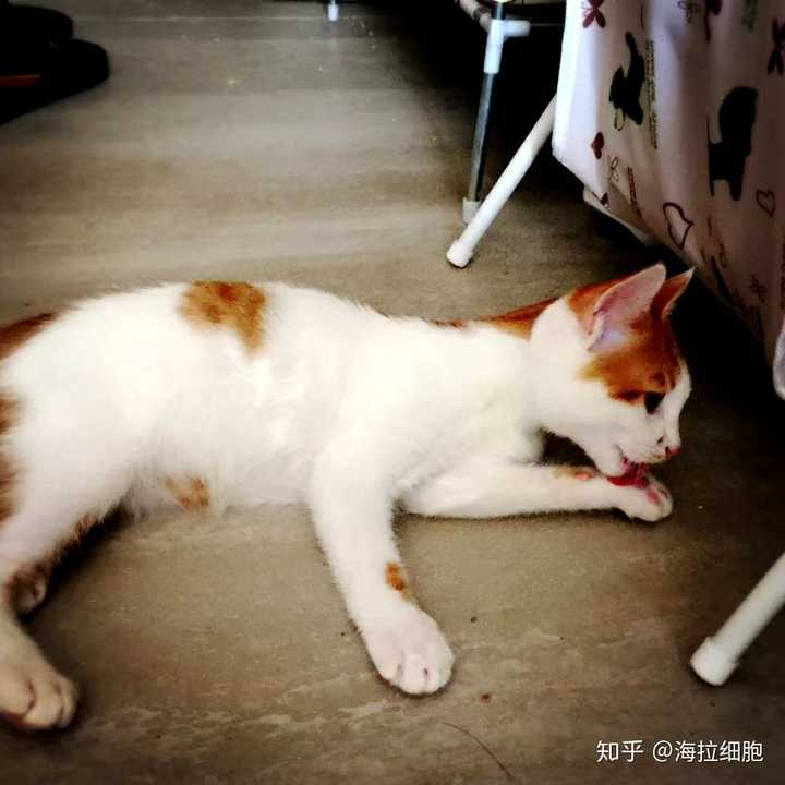 只是拿回来两三天的时候,还是个瘦猫