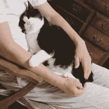 3,吸引注意力 这个道理就像猫咪感到无聊的时候,主人又不陪它玩,它