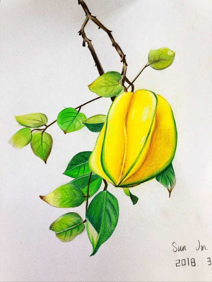 你见过哪些让你惊艳的植物彩铅画?