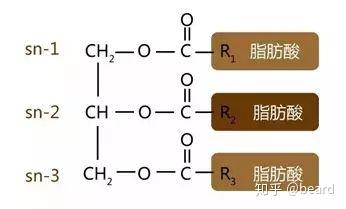 如上图所示,甘油三酯(triglyceride)由一分子甘油和三个分子的脂肪酸