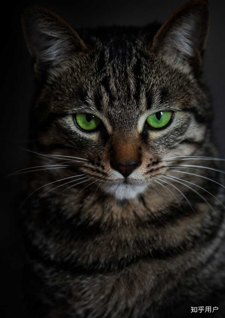 中国狸花猫有什么缺点呢?