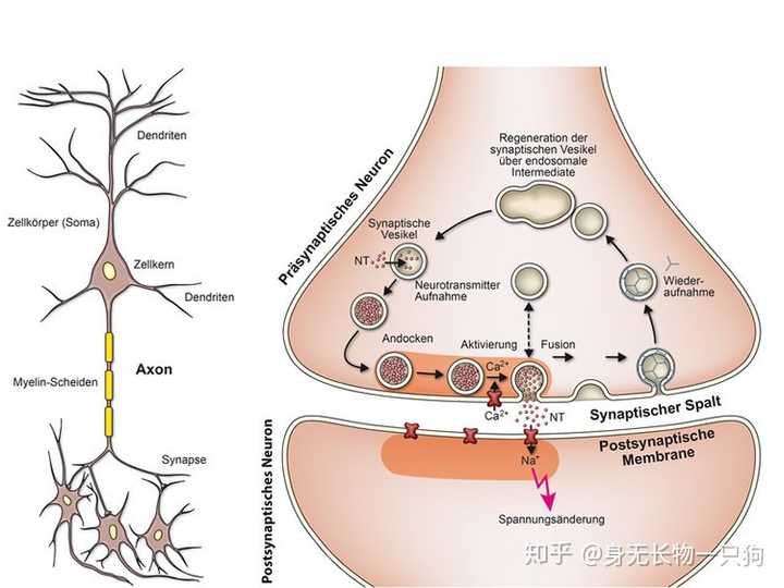 首先,基本概念: (1)突触:由突触前膜,突触间隙和突触后膜构成的一个