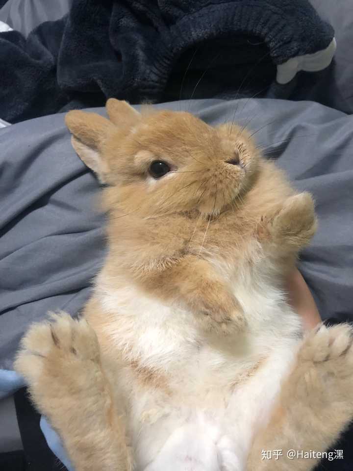 兔子睡不睡觉?