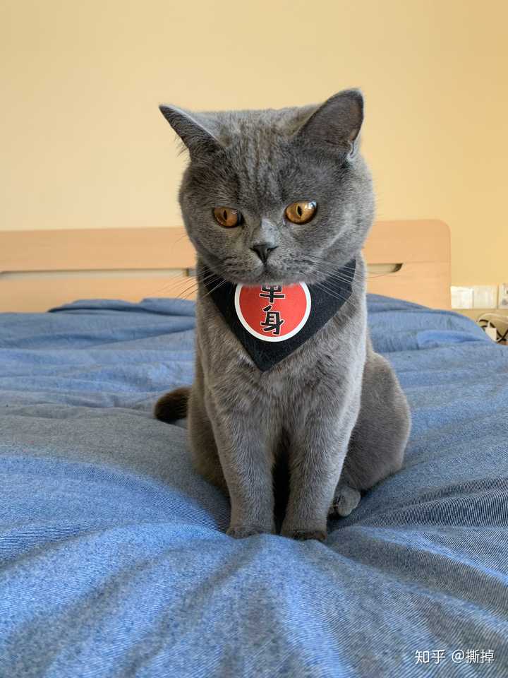 银渐层和蓝猫养那个好?