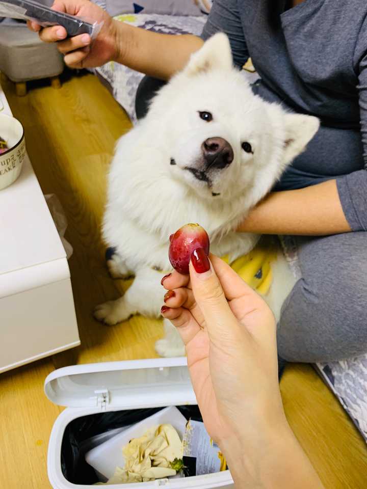 有哪些狗狗小奶狗时期和长大后的对比照片值得分享?