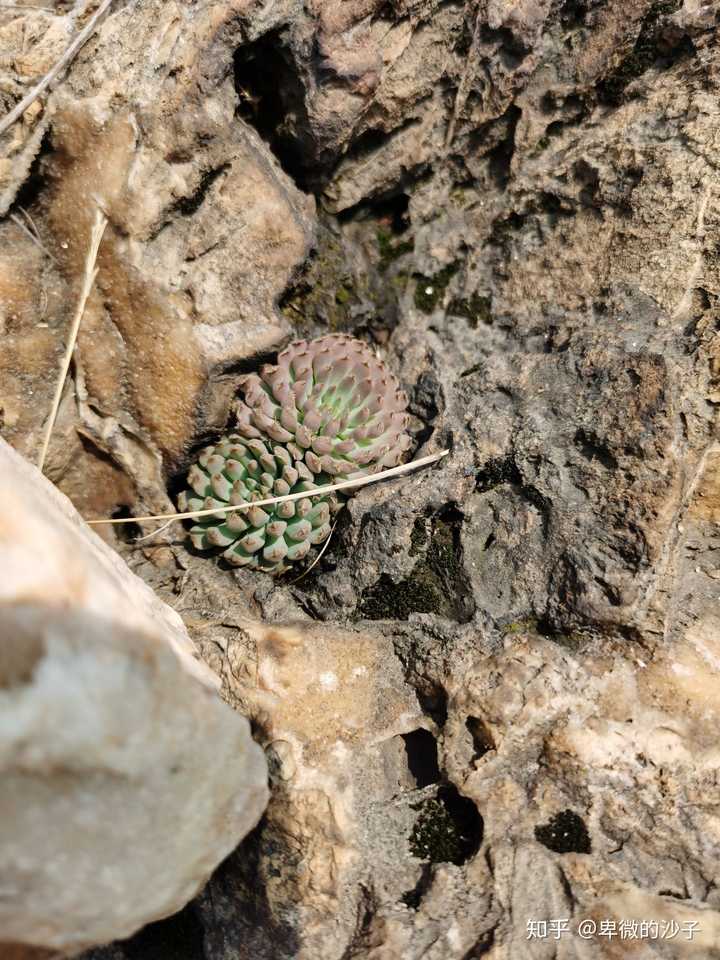 在海拔300米左右的山坡上发现有不少野生多肉植物,景天科,瓦松属,还是