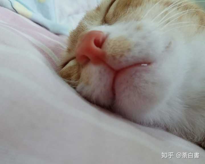 怎么样才能让猫咪晚上乖乖睡觉?