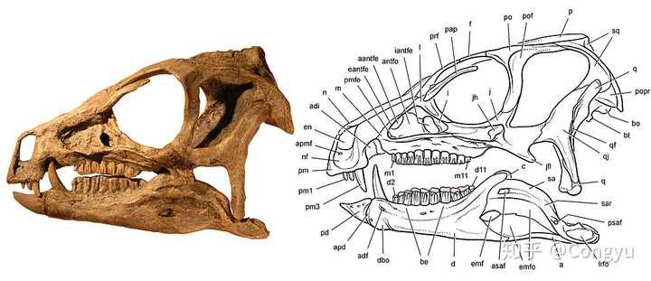 畸齿龙 heterodontosaurus