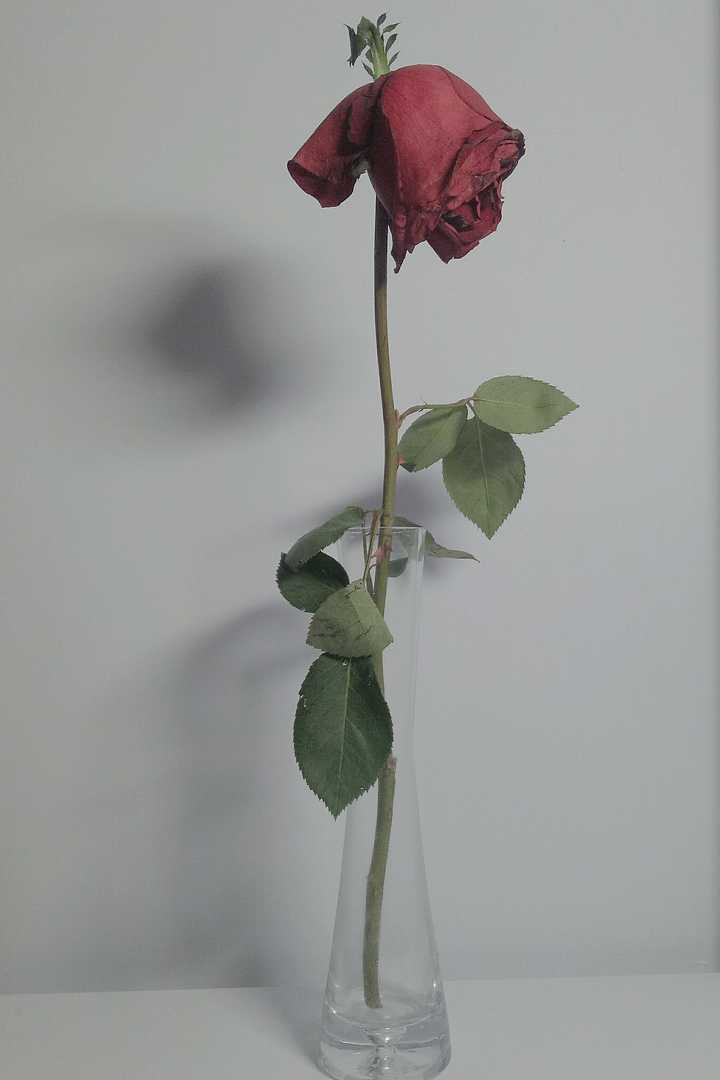 枯萎的玫瑰,暮年依然热烈,依然身板挺拔.