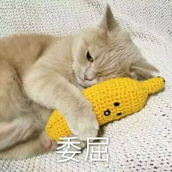有哪些可爱到哭泣的猫咪图片或者表情包?