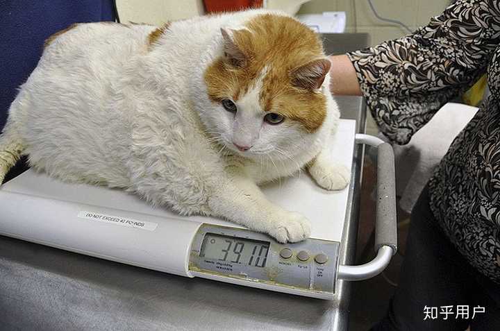 (以下说的橘猫均指土猫) 橘猫优点就是一般比较活泼,而且适应能力强