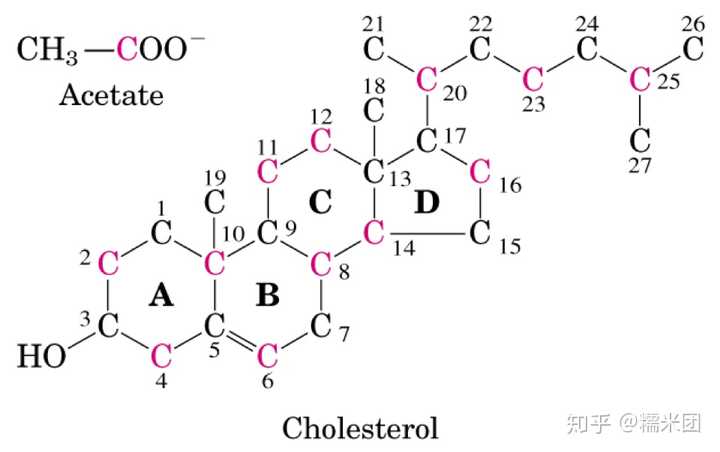 如何从生物学角度解释胆固醇这一概念在身体中有哪些作用与功能