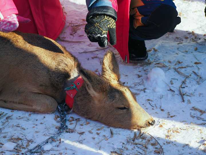 东北,傻狍子被栓在景区的人造雪地里