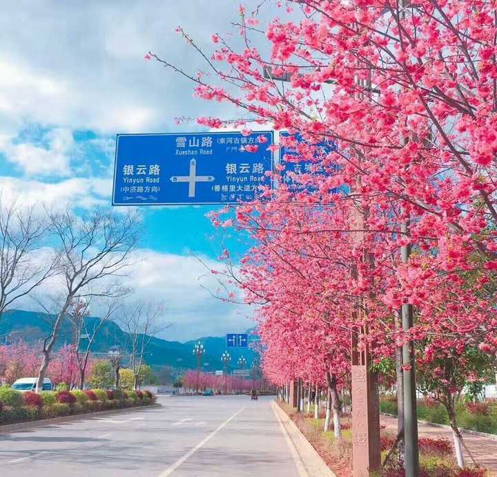 这个是雪山路好像又叫樱花大道