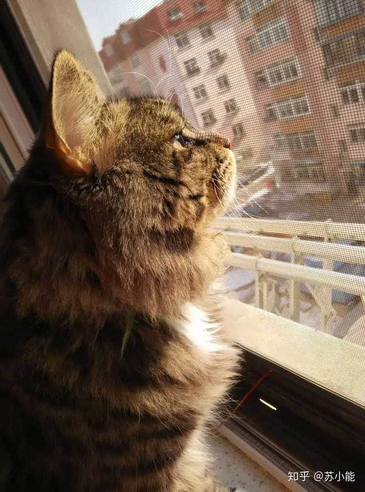 狸花猫会发腮吗