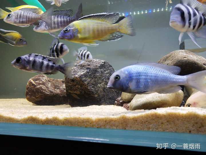 养三湖慈鲷是一种怎样的体验?