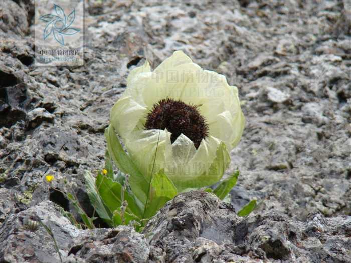 雪莲花 s. involucrata   图片来源见水印   摄影/刘兆龙