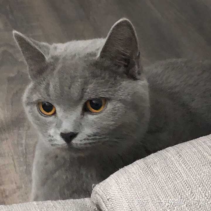 关于英短母猫的发腮问题?