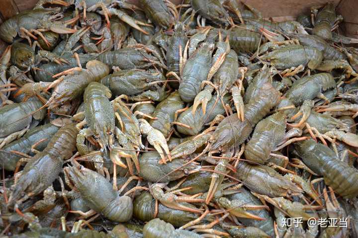 怎样评价俄罗斯火龙虾的口感和价值?