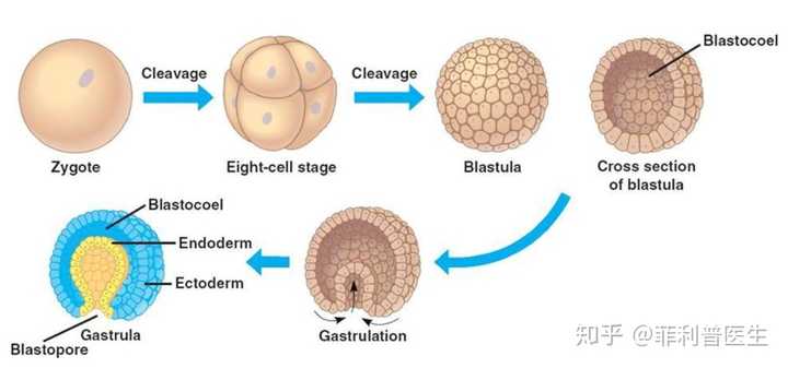 典型的三胚层生物胚胎发育过程,至原肠胚阶段即出现典型的三胚层结构
