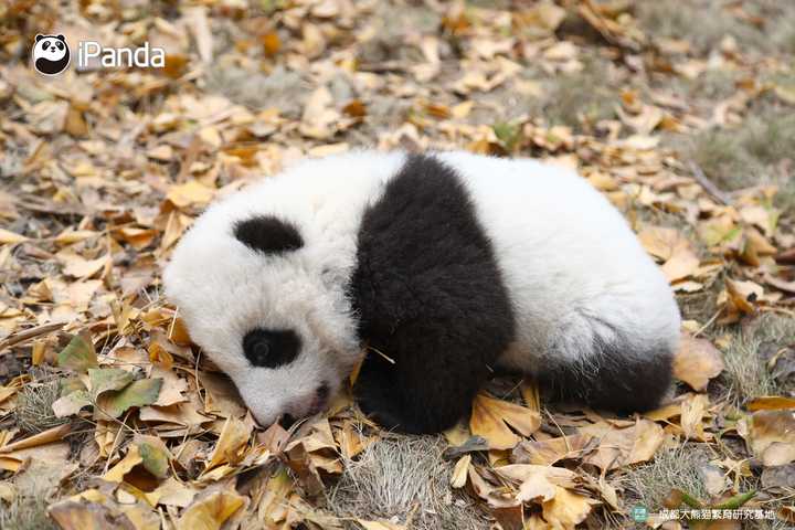 你拍过哪些可可爱爱的熊猫照片/视频?