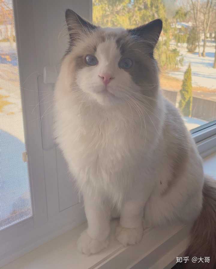 有哪些值得分享的布偶猫照片?