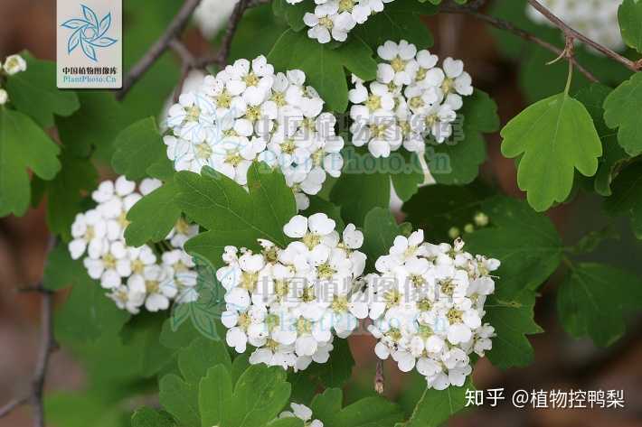 三裂绣线菊 拉丁名:spiraea trilobata 蔷薇科绣线菊属