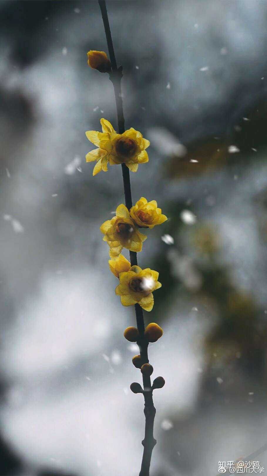 人间的幸福啊,就像成都的雪,远看纯白动人,穿庭若花,可当你伸手去接