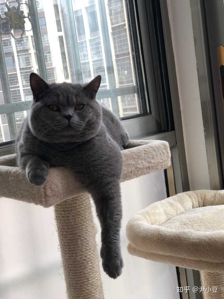 养一只英短蓝猫是什么体验?