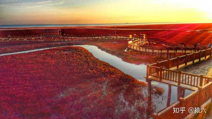 辽宁盘锦的红海滩湿地公园,亚洲最大的湿地原生态景区