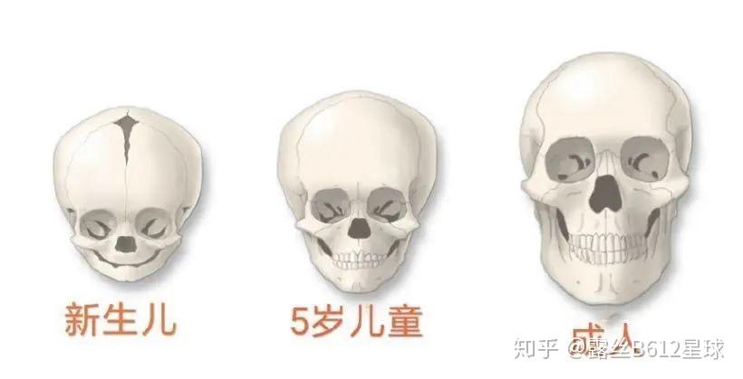 婴儿时期,我们的骨骼还没有发育完整,因此颅骨的占比会非常大,随着下