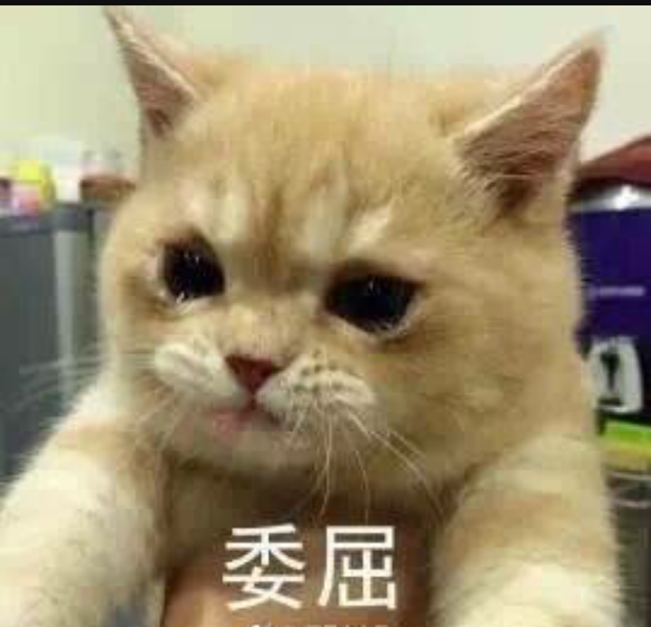 有哪些可爱到哭泣的猫咪图片或者表情包?